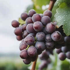 Red grapes hanging on vine with water drops in vineyard