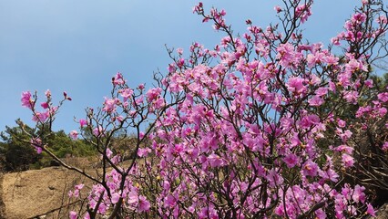 early spring first flowers rose bushes rhododendron, closeup.  Azalea. purple rhododendron close-up. Breathtaking plants rare natural phenomena/ south korea, april 01, 2025