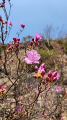 early spring first flowers rose bushes rhododendron, closeup.  Azalea. purple rhododendron close-up. Breathtaking plants rare natural phenomena/ south korea, april 01, 2025