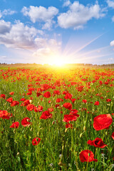 Red Poppy Field Under Blue Sky
