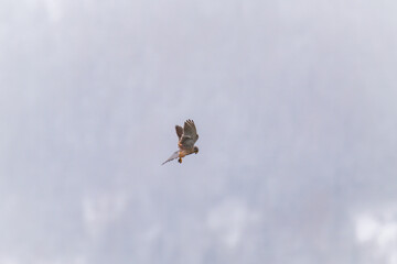 common kestrel male, falco tinnunculus, is looking for food and is flying on the sky at a snowy spring day
