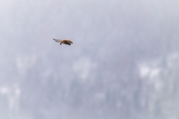 common kestrel male, falco tinnunculus, is looking for food and is flying on the sky at a snowy spring day