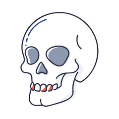 Fototapeta premium Realistic human skull side view