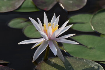 Nymphaea - waterlily