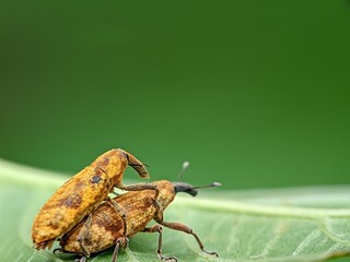 Mating Weevils on a Leaf