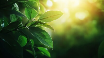 Sunlit green leaves forest nature photography tranquil environment close-up view botanical beauty