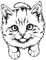 Cute kitten. Hand drawn vector illustration