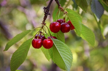 Fototapeta premium Sweet cherry berries on a branch in the garden.