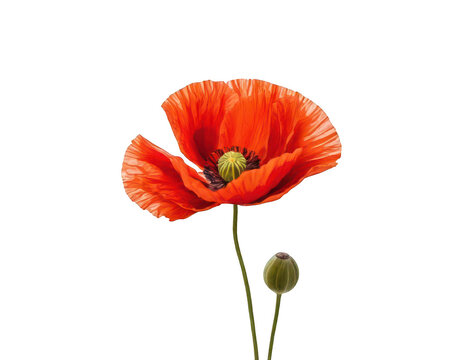 red poppy isolated on white background, on transparent background png