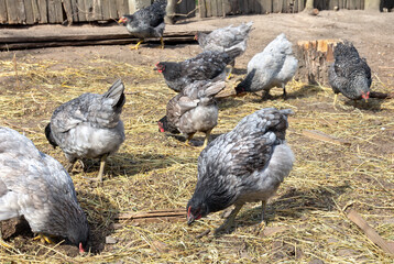 Fototapeta premium Chickens dominant graze on backyard sprinkled with straw