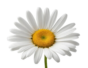 daisy flower isolated on white background, on transparent background png	