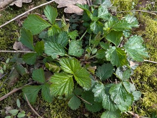 Leaves of Wood Avens (Geum urbanum)