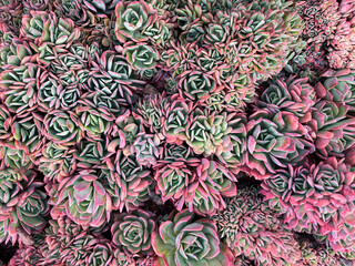 Succulent plants garden floral background. Top View.