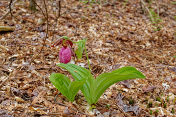 Pink lady's slipper flower in bloom