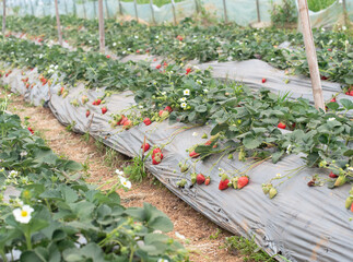 strawberry plants grow in garden