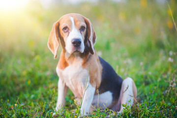 Beagle Dog Sitting Outdoors in a Green Grassy Field