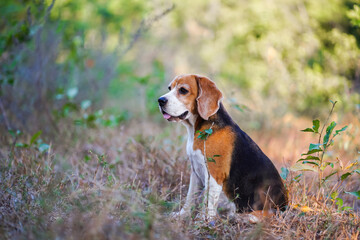 Adorable Beagle Dog Sitting Outdoors in a Natural Forest Setting