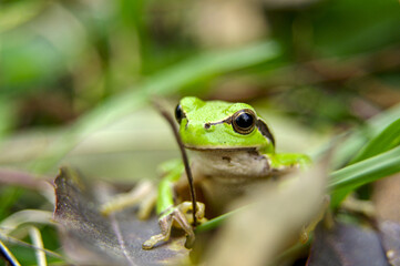 A small green tree frog peeks through the foliage, its bright eyes catching the light. The surrounding leaves create a natural, vibrant environment.