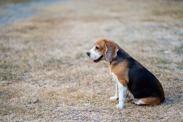 Beagle Dog Sitting Outdoors on Dry Grass on a Sunny Day