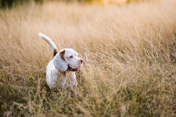 Fototapeta premium White Beagle Dog Playing Outdoors in a Field of Tall Grasses during Sunset