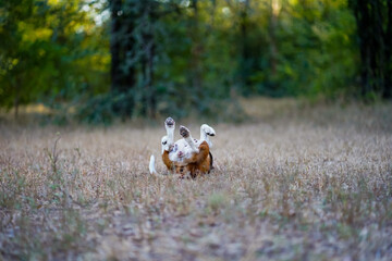 Energetic Beagle Dog Rolling on Grass in a Peaceful Forest Setting