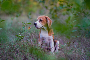 Cute Beagle Dog Sitting Calmly in a Nature Park During Early Morning