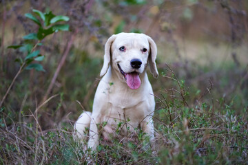 Adorable White Beagle Dog Sitting in Lush Greenery Outdoors