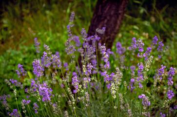 Fototapeta premium Delicate lavender against a tree, blooming in the garden.