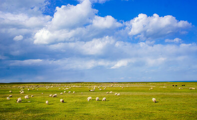 Sheep grazing on grassland under blue sky and white clouds