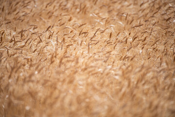 Wheat background. The agriculture. Gold sprouts of wheat in soil. Harvest in farm. Wheat field background. Background and texture for harvest. Background of ripening ears of wheat field.