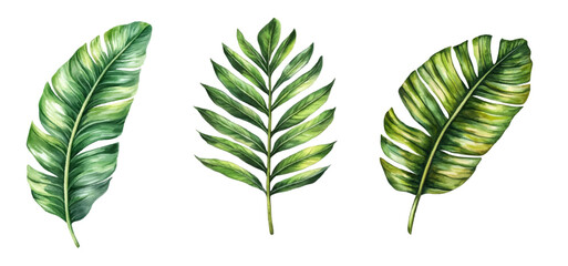 Watercolor set of tropical leaves png. Leaves of tropical trees banana tree and palm. Watercolor green tropical leaves. Vector illustration.