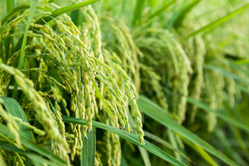 Green rice plants with rice grains