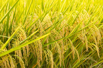 Rice fields with ripening rice grains and paddies