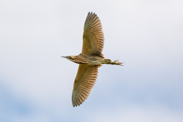 eurasian bittern in flight