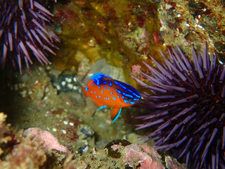 Juvenile Garibaldi with Blue Markings and Sea Urchins
