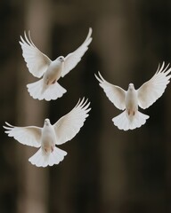 Three graceful white doves in flight, soaring towards freedom, peace, and hope, against a blurred background.
