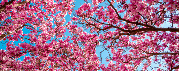 Spring bloom magnolia tree flowers. Blossom magnolia flower. Spring background. Blossom texture. Spring banner. © Volodymyr