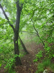 road in the mountains during the rainy season. rainy day in Gyeryongsan National Park, South Korea. hiking in korean mountains.