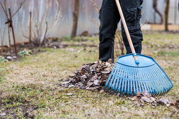 A pile of old leaves, a man is doing a general cleaning in the garden in the spring. Cleans the...