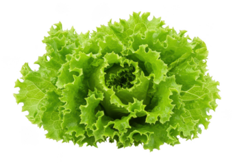 Close-up shot of a vibrant green frisee lettuce head with intricate leaf patterns on a png transparent background