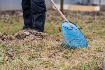 A pile of old leaves, a man is doing a general cleaning in the garden in the spring. Cleans the...