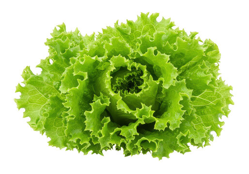 Close-up shot of a vibrant green frisee lettuce head with intricate leaf patterns on a png transparent background