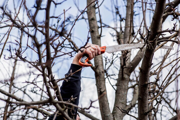 Pruning the branches of a fruit tree with a garden saw. A hand saw in the hands of a man. Close-up...