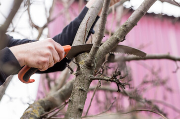 Pruning the branches of a fruit tree with a garden saw. A hand saw in the hands of a man. Close-up...