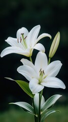 Fototapeta premium Elegant White Lilies in Bloom: Floral Beauty Against a Dark Background, Nature's Art.