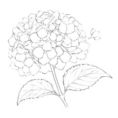 Elegant line art of a blooming hydrangea flower with detailed petals and leaves, perfect for botanical, floral, and nature-themed illustrations.