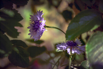 Purple cornflower among rose leaves blooming in the garden.