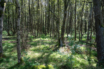 Fototapeta premium In the forest with green grass