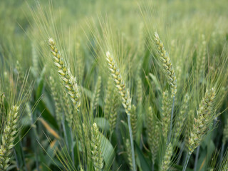 Photograph of green wheat in a field