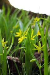 Close-up of vibrant yellow wildflowers blooming in springtime